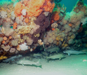 corals and fish under water